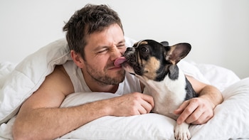 Qué reveló un estudio sobre los parásitos que pueden vivir en la boca de los perros