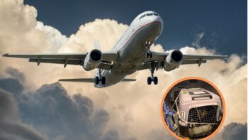 “En el avión tratan a