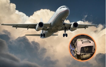 Un movimiento internacional reclama mejoras en el transporte aéreo de mascotas. (Imagen Composición Infobae)