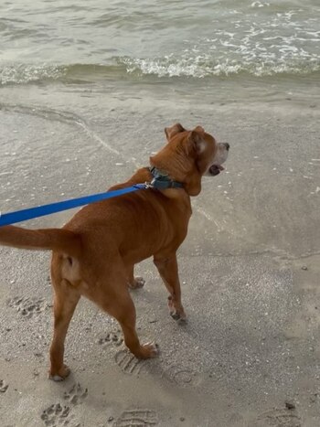 Tik Tok fue clave para