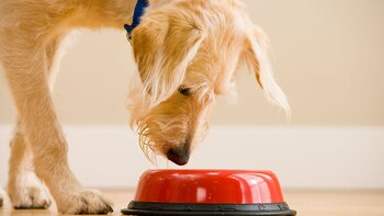 La Justicia chilena prohibió la