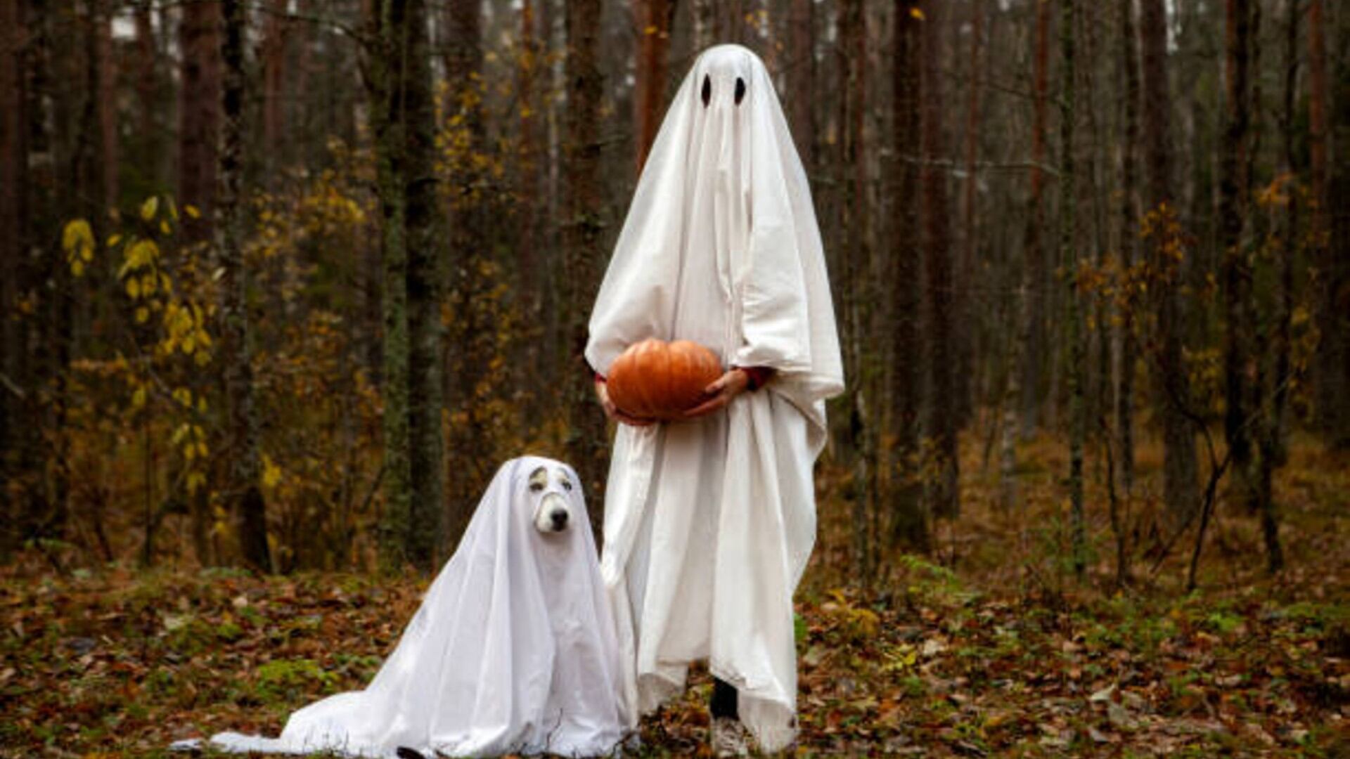 Usuarios en redes comparten sus mejores fotografías de Halloween. Foto: (iStock)