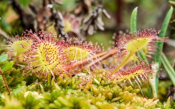 La Drosera atrapa a sus
