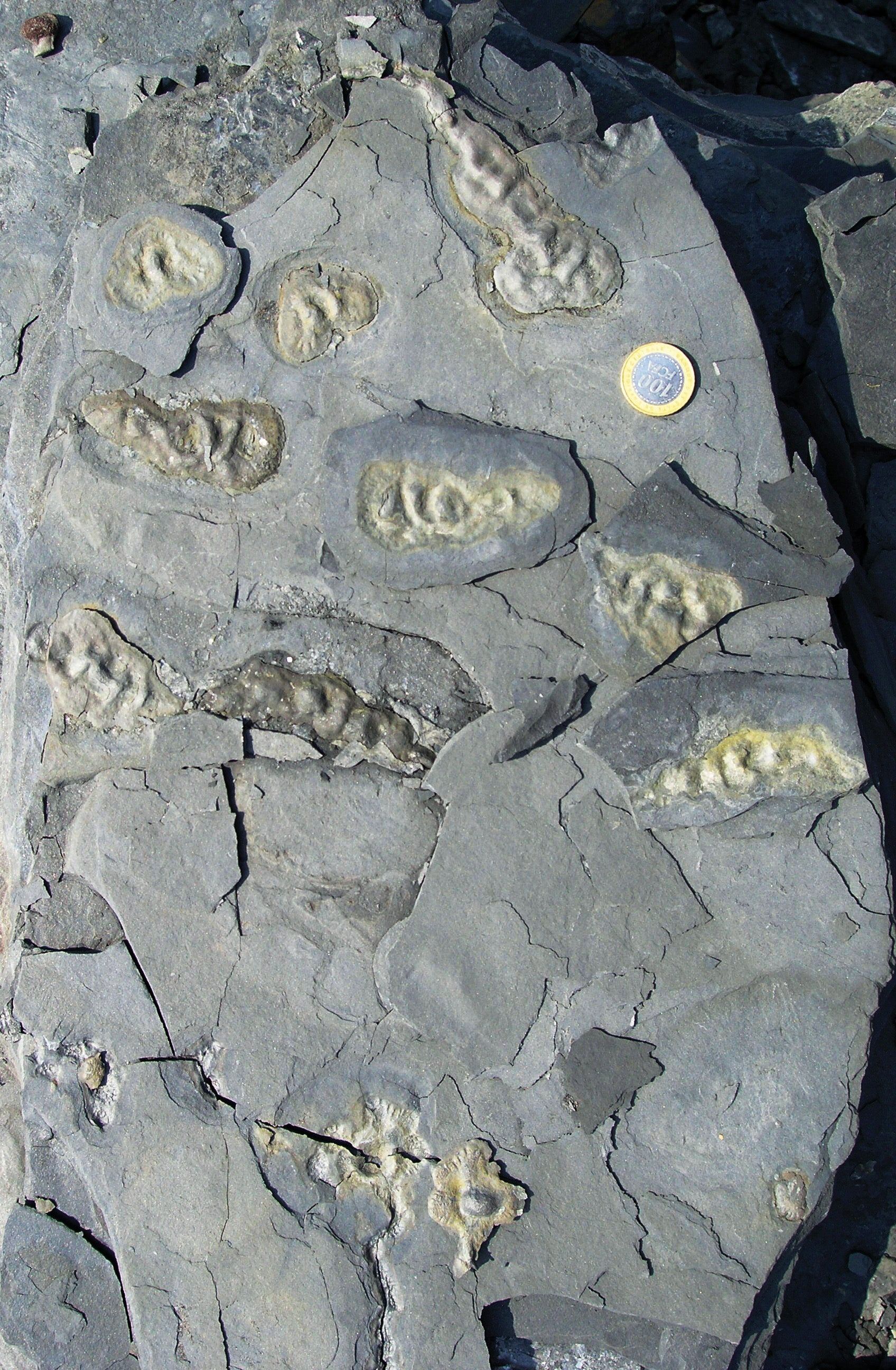 Un equipo liderado por Abderrazak El Albani identifica posibles organismos multicelulares de hace más de 2.000 millones de años (University of Poitiers)