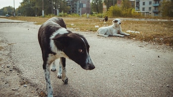 Los perros de Chernóbil: un estudio encontró indicios de adaptación genética tras décadas de aislamiento y exposición a la radiación