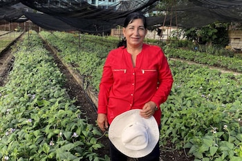 Una mujer con blusa roja sostiene un sombrero blanco mientras se encuentra de pie en un cultivo cubierto con malla de sombra