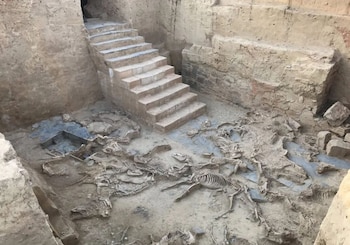 Restos de un sacrificio masivo de animales encontrados en el yacimiento de Casas del Turuñuelo. (Ayuntamiento de Guareña)