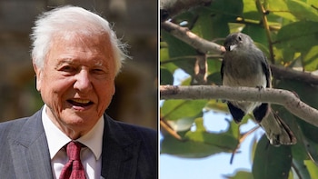Imagen dividida: a la izquierda, David Attenborough sonriendo. A la derecha, un pájaro gris claro posado en una rama con hojas verdes