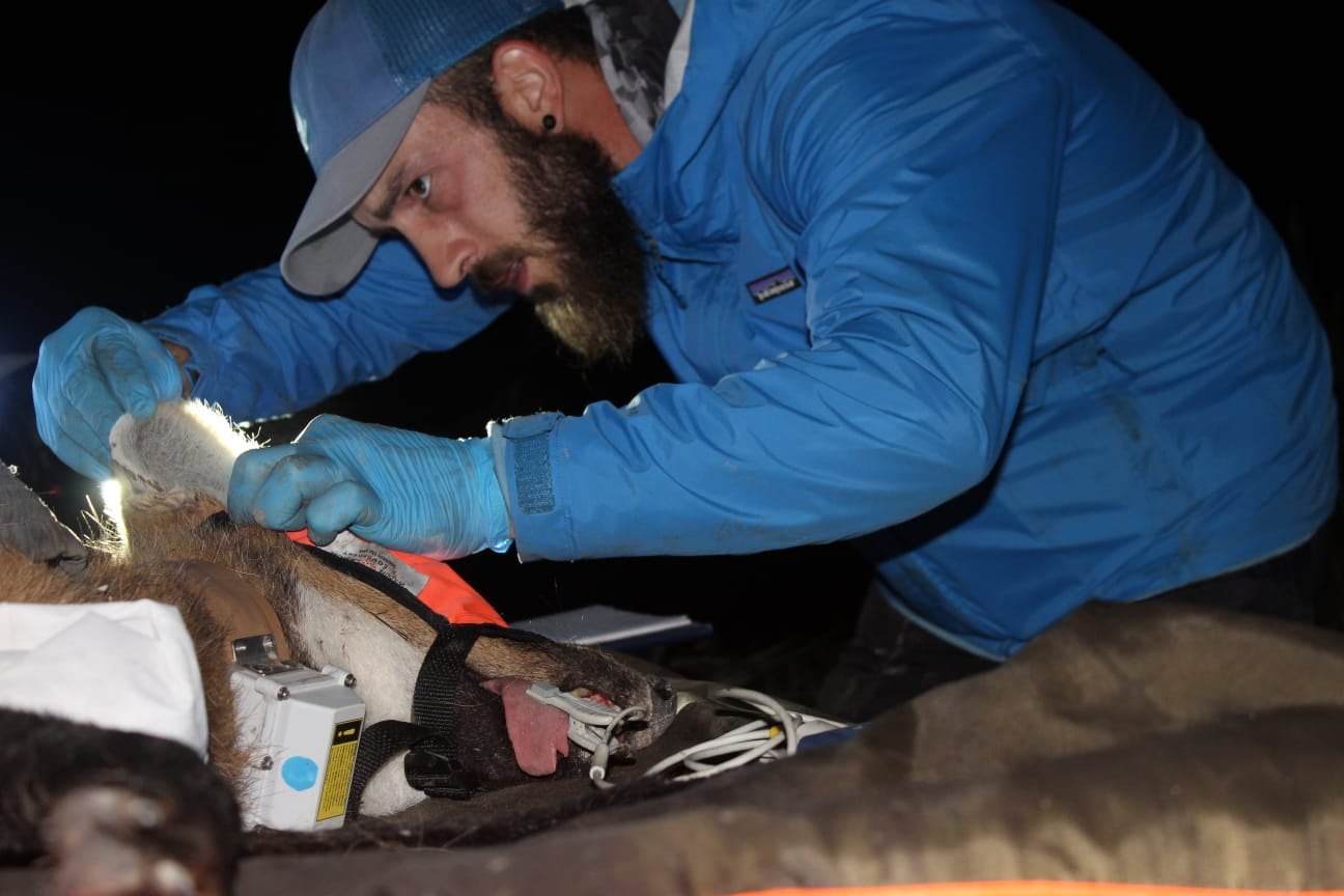 La inmovilidad del collar GPS de Cucusa y los gemidos entre los matorrales alertaron sobre la presencia de crías en el Parque Nacional Ansenuza. (Ezequiel Vivas/ Aves Argentinas)