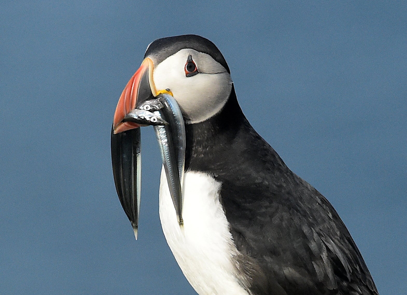 Las tormentas consecutivas sobre el Atlántico dificultaron la alimentación de aves marinas y provocaron un fenómeno de inanición masiva REUTERS/Rebecca Naden/File Photo