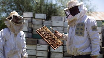 Los avicultores tendrán que sujetarse