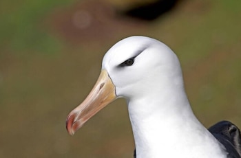 El albatros de ceja negra,