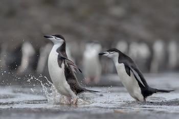 Muchas aves marinas, como pingüinos, albatros, cormoranes, gaviotas y pelícanos, pasan más del 90% de su vida sobre el agua