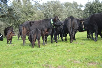 07-09-2021 Vacas monitorizadas
ECONOMIA
IXORIGUE