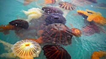 Qué es una malagua y