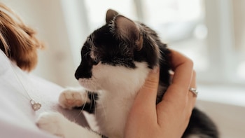 Un gato vuelve a casa