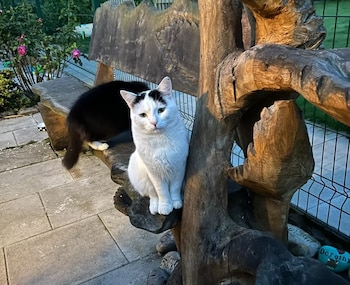 Un gato negro y otro blanco sentados en un banco de madera