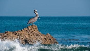 Día Mundial de los Océanos - Océanos – Perú – noticias – 8 junio