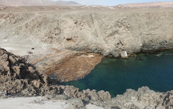 Hallan ballena jorobada muerta de casi 8 metros muerta en Arequipa con una aleta amarrada