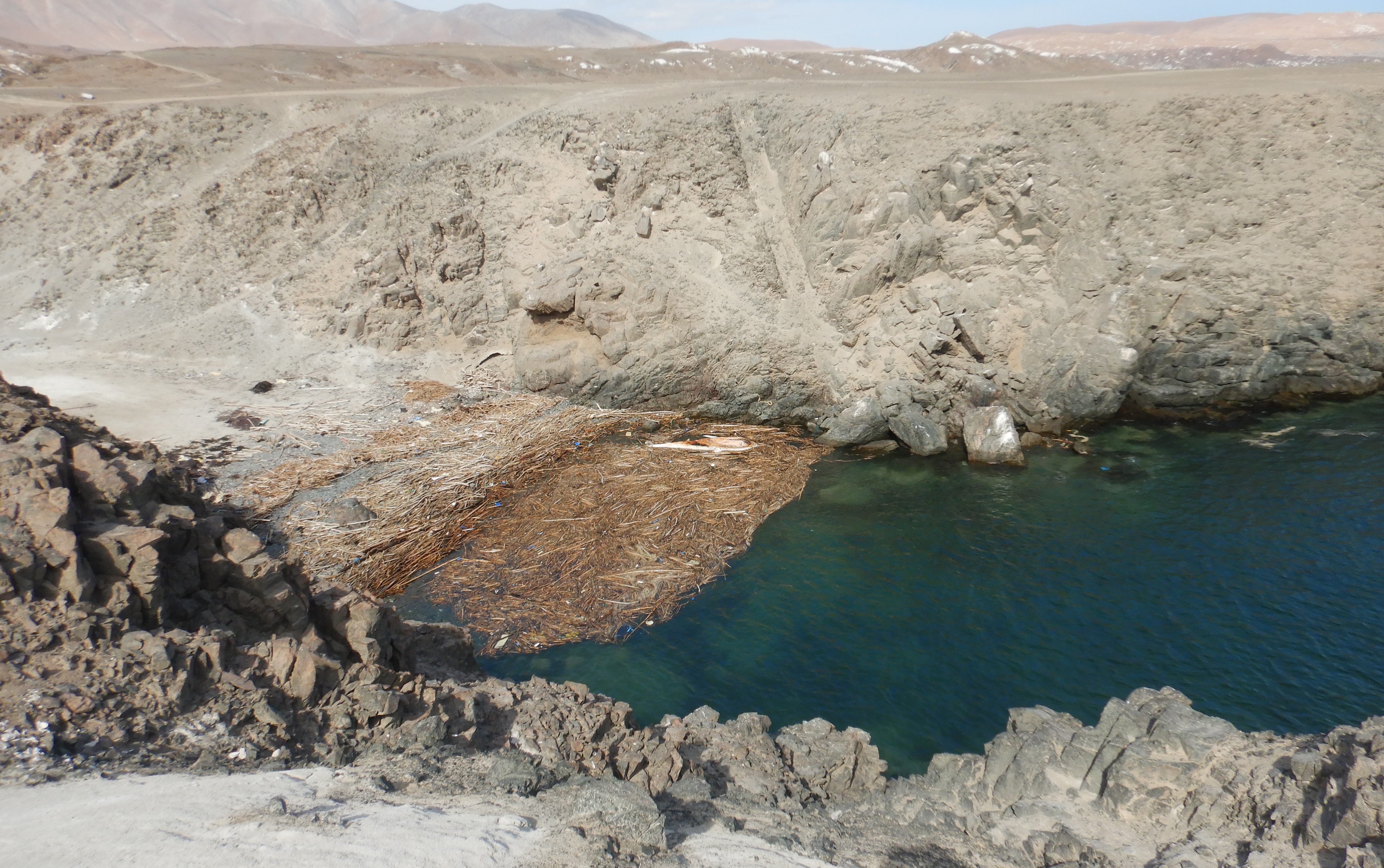 Hallan ballena jorobada muerta de casi 8 metros muerta en Arequipa con una aleta amarrada - IMARPE
