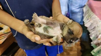 Jóvenes rescatan a animales olvidados