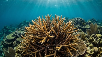 Coral ramificado de color ocre en primer plano sobre un fondo de arrecife bajo agua turquesa iluminada por rayos de luz.