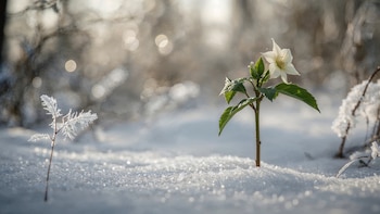 Rosa de Navidad. (Adobe Stock)