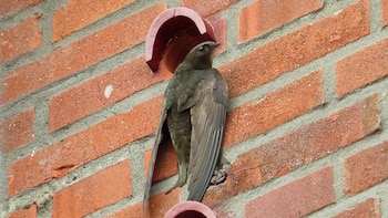 Escocia obliga a instalar “ladrillos