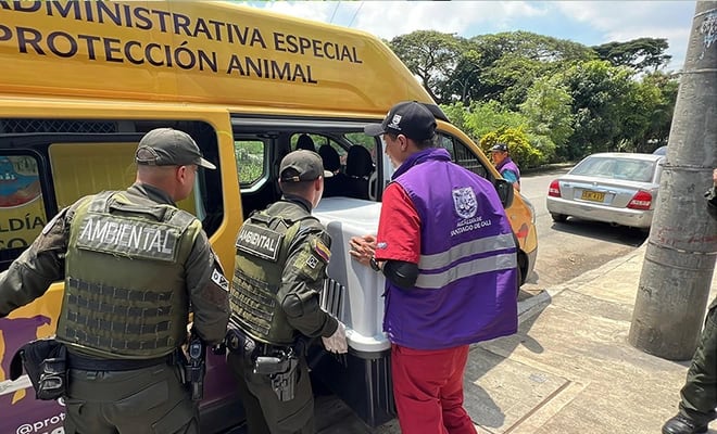 Tras varios intentos y una orden de allanamiento, autoridades rescataron ocho perros y una minipig maltratados: el caso pasará a manos de la Fiscalía - crédito Alcaldía de Cali