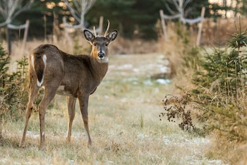La posibilidad de que los