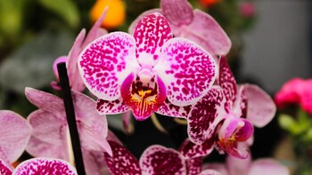 Fusagasugá celebra la belleza natural