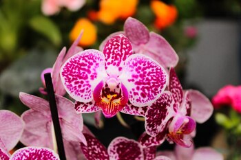 Nuevas rutas viales, como el