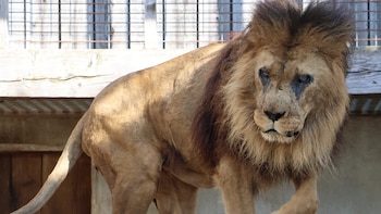Djibo era el león más longevo de Europa, con 27 años de edad. (Tonga Terre d'Accueil/Facebook)
