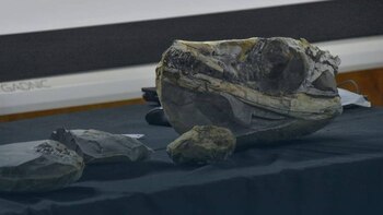 El fósil hallado pertenecía a