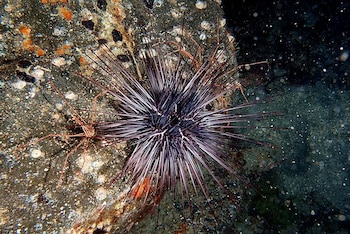 'Diadema africanu' en el Puerto