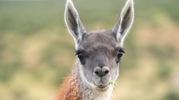 Los huesos de guanaco fueron