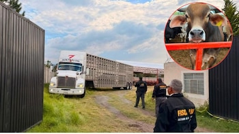 GPS delata a ladrones de ganado: autoridades recuperan 136 reses en Otumba, Edomex