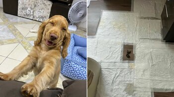 Puso papeles para que su perro haga las necesidades y en dónde las hizo causó gracia en TikTok