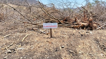 Clausuran predio por tala ilegal de 52 árboles en Michoacán: buscaban sembrar agave sin permiso