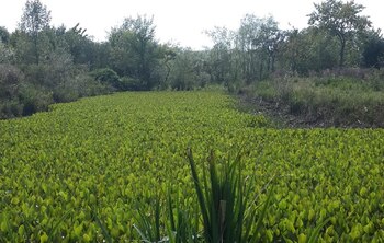 Esteros y anegadizos de fondo