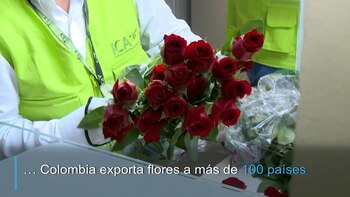 Colombia exporta flores para San