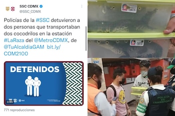 cocodrilos metro cdmx