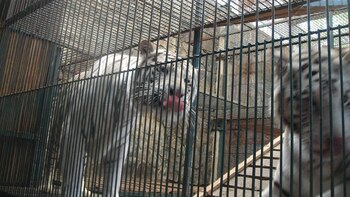 Animalistas aseguran que animales viven