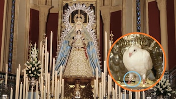 La Junta de Andalucía prohíbe el uso de palomas en una procesión de Sevilla: Pacma denunció que eran “atadas e inmovilizadas” durante horas