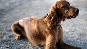 Esta raza de perro se caracteriza por la fuerza que tiene en su patas y su pelaje sedoso.
Setter Escocés, razas de perros, perros, mascotas