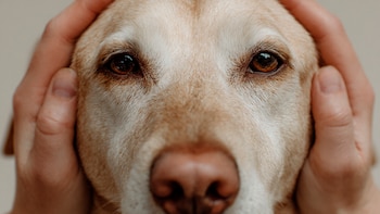 ¿Puedo proteger a mi perro
