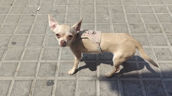 Saky, la chihuahua recuperada en Barcelona. (Facebook)