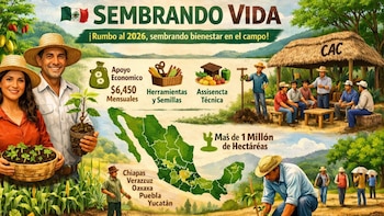 Sembrando Vida 2026: confirman fecha del pago en septiembre para todos los beneficiarios