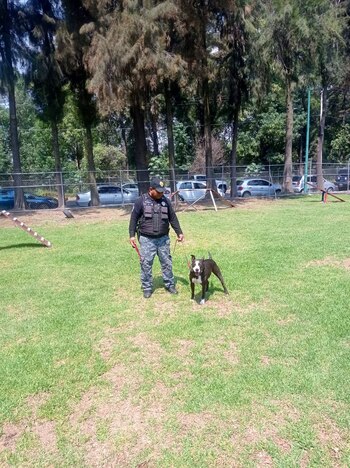 Así terminó el caso de Rigo, el pitbull que habría sido agredido por su dueño en Polanco (Twitter @LetyVarela)
