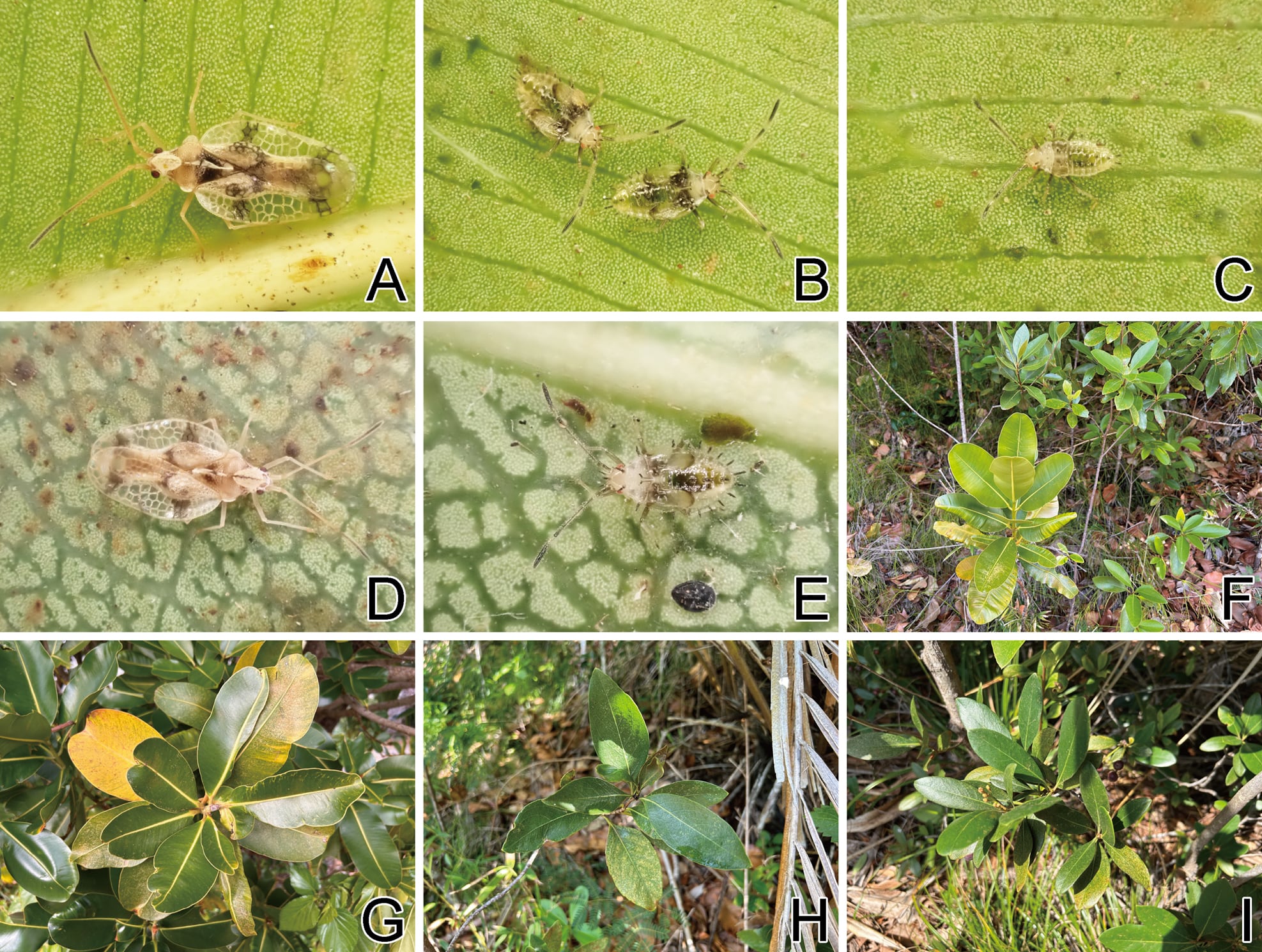 La población de chinches de Hahajima se alimenta de una sola planta nativa y carece de marcas oscuras sobre el pronoto (Gentileza, estudio: Los datos de SNP de todo el genoma revelan relaciones filogenéticas y nuevas especies de chinches de encaje (Hemiptera , Heteroptera , Tingidae) endémicas de las islas oceánicas japonesas (las islas Ogasawara), lo que proporciona información sobre su especiación, publicado en ZooKeys)